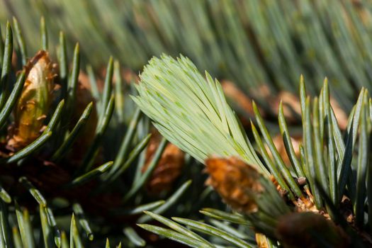 new green spruce shoots in spring, close-up, photo