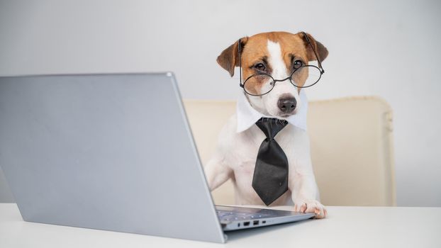Dog jack russell terrier in glasses and a tie sits at a desk and works at a computer on a white background. Humorous depiction of a boss pet