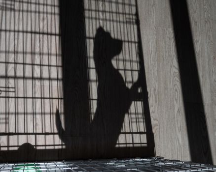 Shadow of a sad dog jack russell terrier in a cage