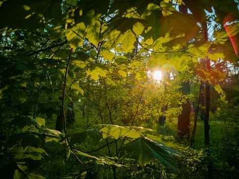 beautiful countryside landscape. sunlight breaks through the foliage in a green summer forest