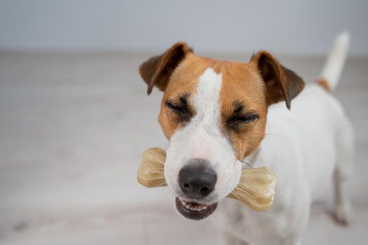 The dog holds a bone in its mouth. Jack russell terrier eating rawhide treat