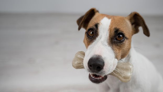 The dog holds a bone in its mouth. Jack russell terrier eating rawhide treat