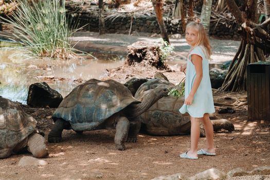 Fun family entertainment in Mauritius. A girl feeds a giant tortoise at the Mauritius island zoo