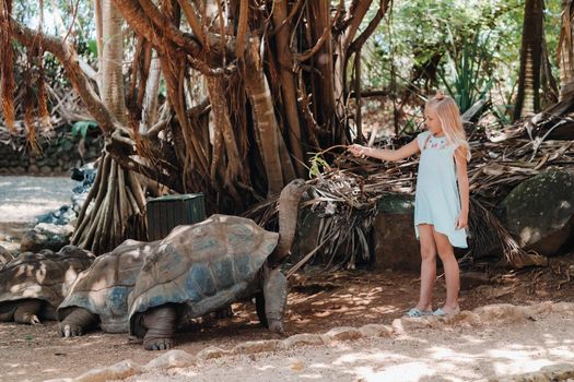 Fun family entertainment in Mauritius. A girl feeds a giant tortoise at the Mauritius island zoo.