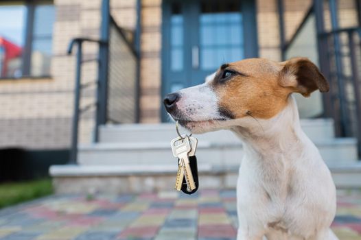 Dog Jack Russell Terrier is sitting at the door holding the keys to the house