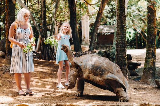 Fun activities in Mauritius. Family feeding giant tortoise in the zoo of the island of Mauritius.