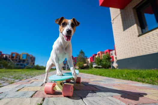 Jack russell terrier dog rides a skateboard outdoors on a hot summer day