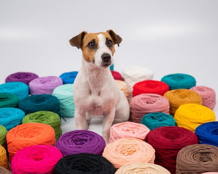 Close-up of Jack Russell Terrier dog among multi-colored cotton skeins