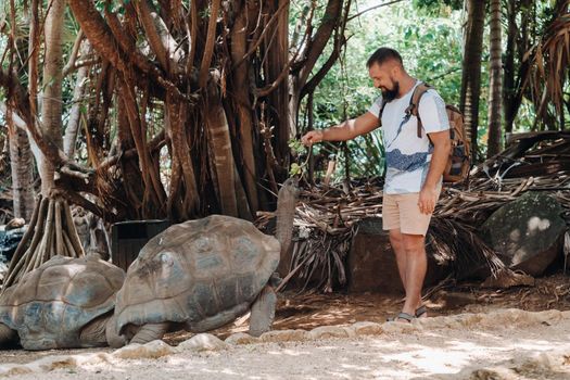 Fun family entertainment in Mauritius. Tourist feeding a giant turtle at the zoo of the island of Mauritius