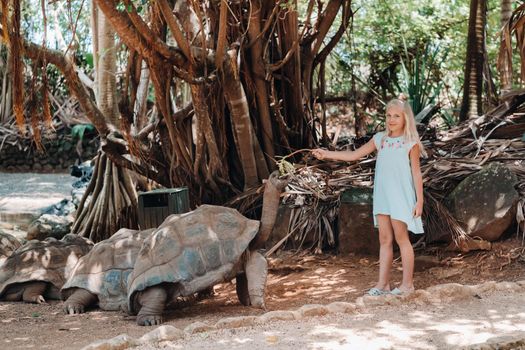Fun family entertainment in Mauritius. A girl feeds a giant tortoise at the Mauritius island zoo.