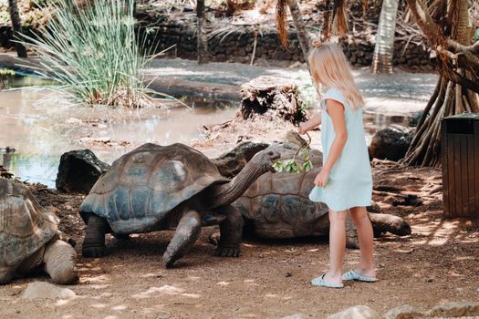 Fun family entertainment in Mauritius. A girl feeds a giant tortoise at the Mauritius island zoo