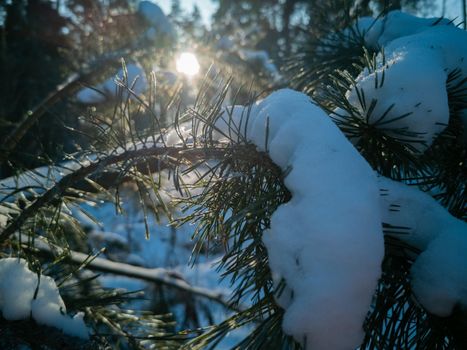 The bright sun shines through the green needles of pine branches covered with snow after a snowfall on a clear frosty winter day. Natural winter sunny background. Sun in the pine forest in winter.