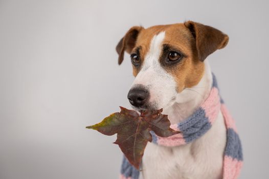 Dog Jack Russell Terrier wearing a knit scarf holding a maple leaf on a white background