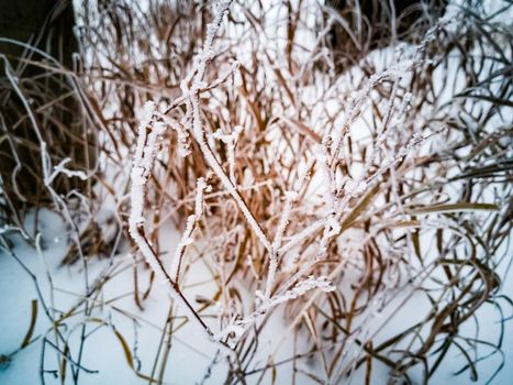 dry yellow grass under the snow. winter time. soft focus