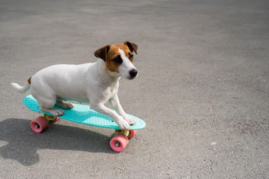 Jack russell terrier dog rides a penny board outdoors.