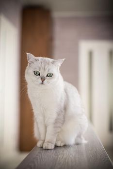 adult cat pedigree Scottish chinchilla straight ears, at home.