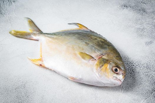 Fresh raw fish pompano on kitchen table. White background. Top view.