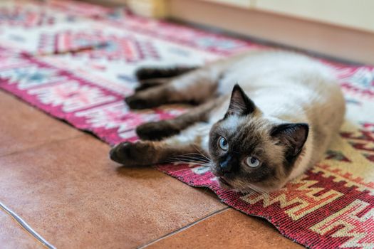 pets, morning, comfort, rest and people concept - happy young woman with cat at home. Scottish cat. Color Chocolate Hello.