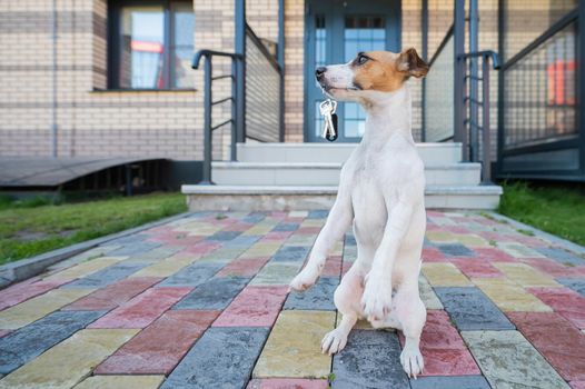 Dog Jack Russell Terrier is sitting at the door holding the keys to the house