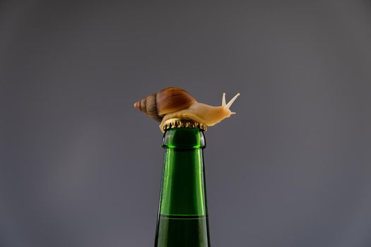 Close-up of a snail crawling on a glass bottle of beer in the studio