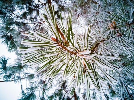 spruce green needles on a pine branch covered with frost and snow. close-up. winter coniferous forest. soft focus