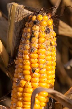 covered with mold and fungus ripe corn cob in the autumn season, agricultural field closeup