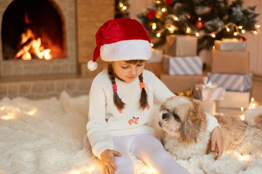 Girl child celebrates Christmas with Pekingese dog at home near Christmas tree, sitting on floor, hugging her pet and looking at garland's lights,kid wearing white jumper and santa hat.