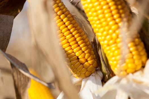 three beautiful yellow cob of ripe corn, uncut harvest on an agricultural field, details and closeup