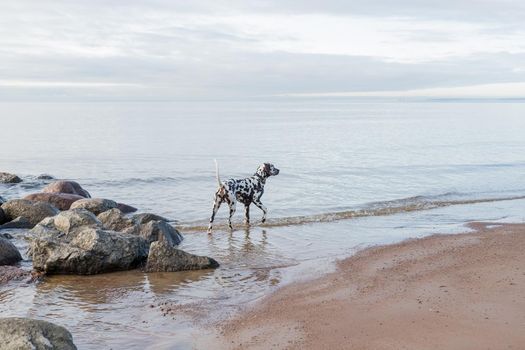 brown dalmatian puppy on the beach.Happy Dalmatian dog playing on the beach