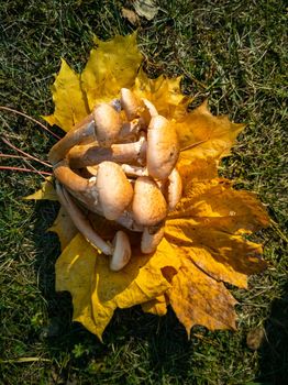 honey mushrooms in the autumn forest. close-up. beautiful edible mushrooms on yellow leaves in sunlight