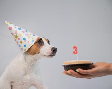 Dog in a birthday hat on a white background. A woman holds out a Jack Russell Terrier a cake with a candle in the shape of the number three.