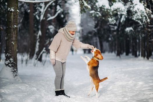 English Beagle with a girl playing in the winter forest.The owner plays with the dog jumping up.