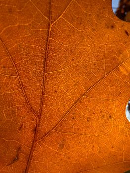 The macro view of a red leaf, the leaf is shining through the sun, autumn is in full swing. High quality photo