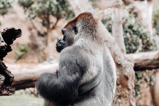 a Western lowland Gorilla with a pouty expression.The gorilla looks at me.