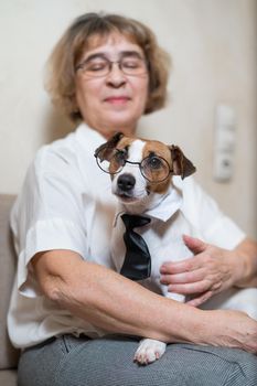 An elderly caucasian woman is holding a smart dog Jack Russell Terrier wearing glasses and a tie.