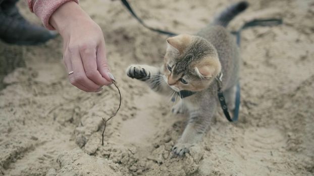 British Shorthair Tabby cat in collar walking on sand outdoor - plays with the hand of a woman, camping