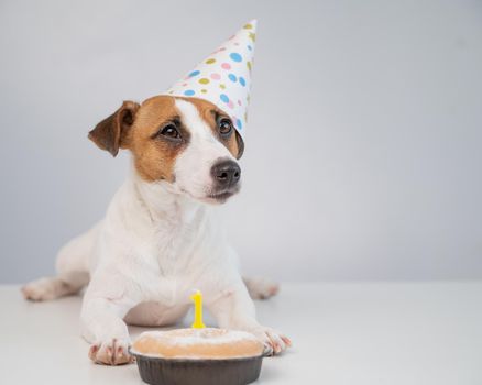 A cute dog in a festive cap sits in front of a cake with a burning candle number one. Jack russell terrier is celebrating his birthday.