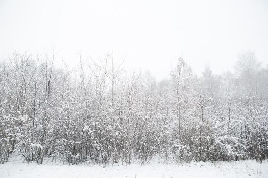 Winter texture of the branches of trees covered with a thick layer of snow. Freezing day .