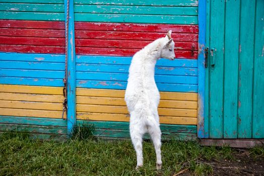 a white little goat standing in colored fence. sunny summer at counrtyside