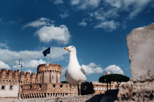 An adult common gull or Mew gull standing on a roof, Colosseum of Rome on the background.