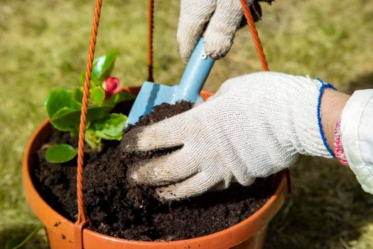 close-up of a gardener's hand in household gloves planting a flower in a pot sunny day
