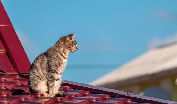A grey striped cat with green eyes sitting on the edge of a small barn roof. Warm autumn rural scene with pet on the background of a red house. cat sitting on a tin roof looking down.