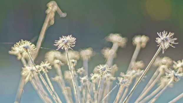 Dry plants in the spring field, macro