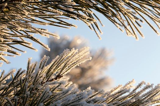 Long, pine needles covered with frost covered with frost. Photo close-up in winter after frosts
