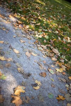 autumn leaves lie on the lawn and path in the park in sunshine. beautiful autumn concept