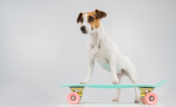 Dog on a penny board on a white background. Jack Russell Terrier rides a skateboard in the studio