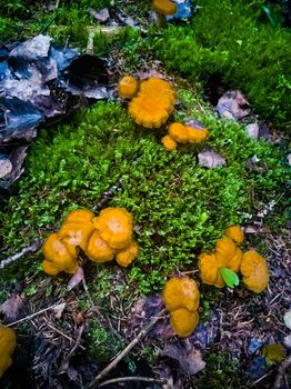 glade with chanterelles in moss in the forest. forest harvest in autumn. top view