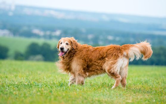 dog breed golden retriever lying in the field