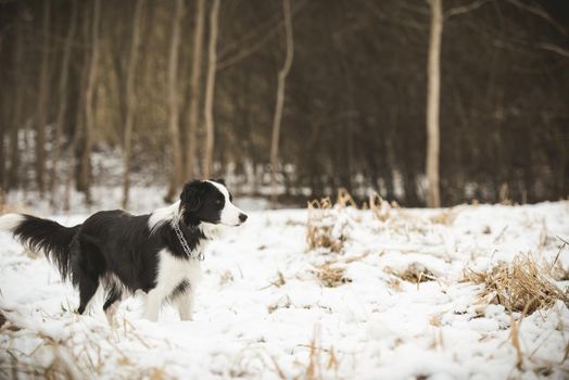 dog runs on winter field