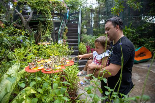 dad and daughter look at butterflies at butterfly garden. father holds a little toddler girl in his arms in the butterfly park. tropical zoo